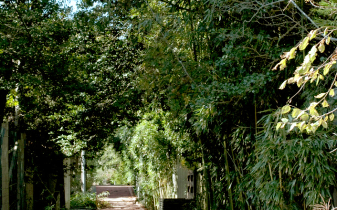 Verdant Boardwalk