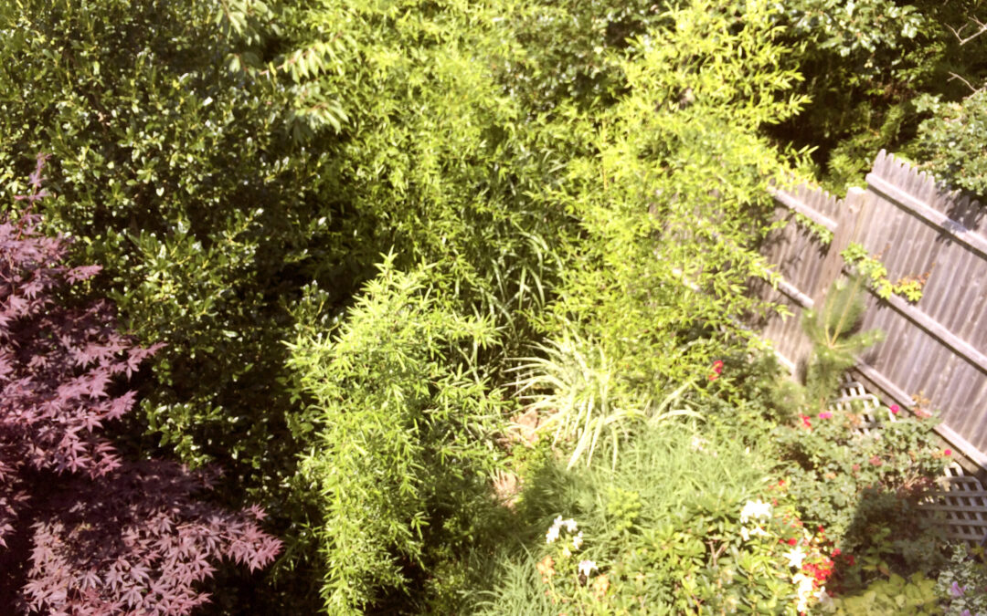 Overlooking Garden