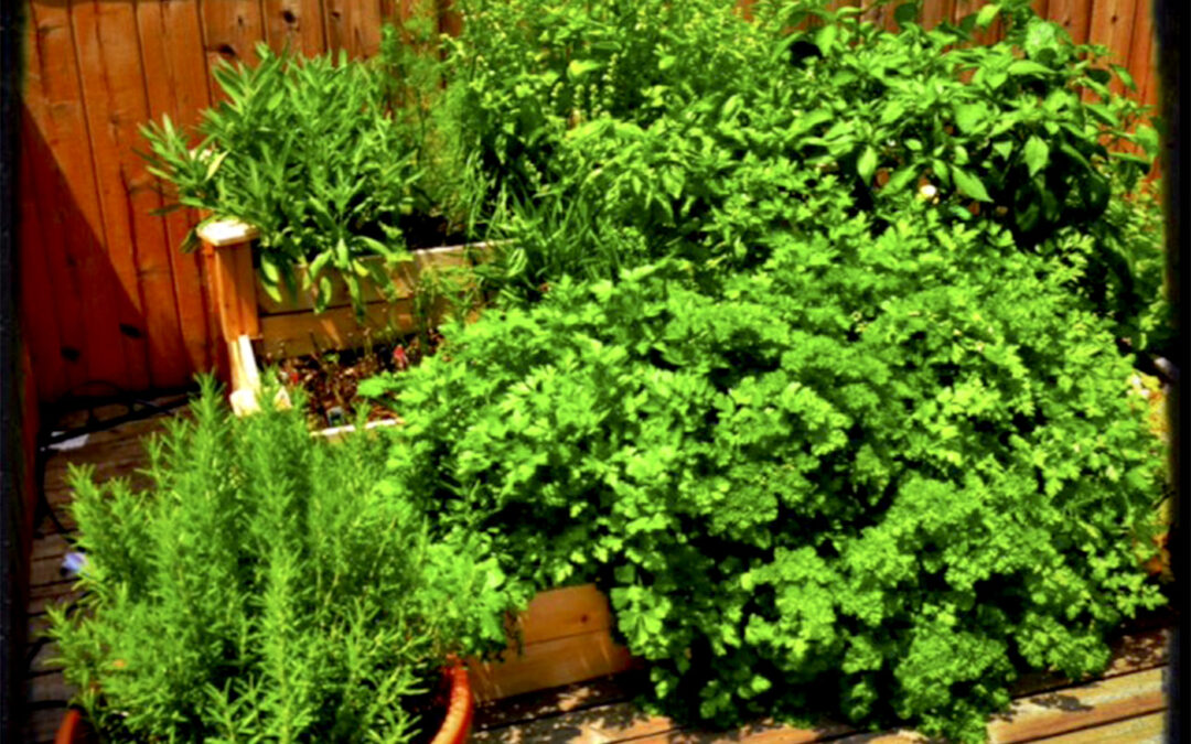 Herb Garden
