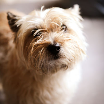 Snuggles, Dog Friendly Stays in the Pines on Fire Island