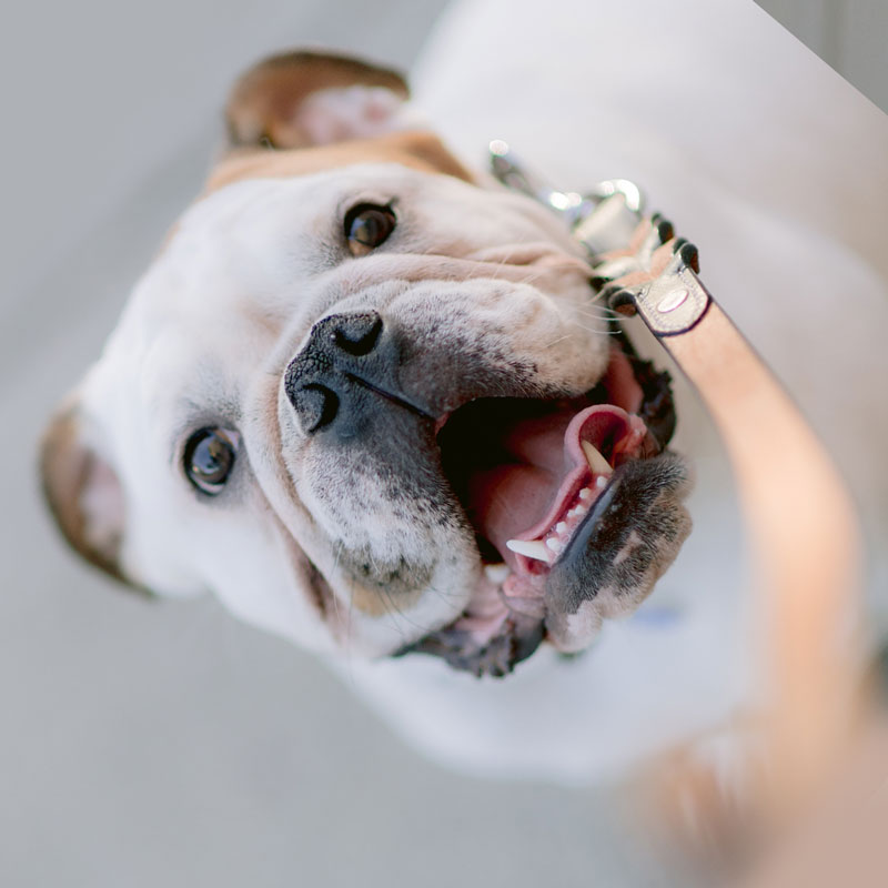 Dog Friendly Stays in the Pines on Fire Island