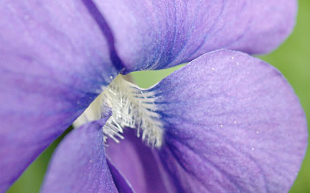 A Flower