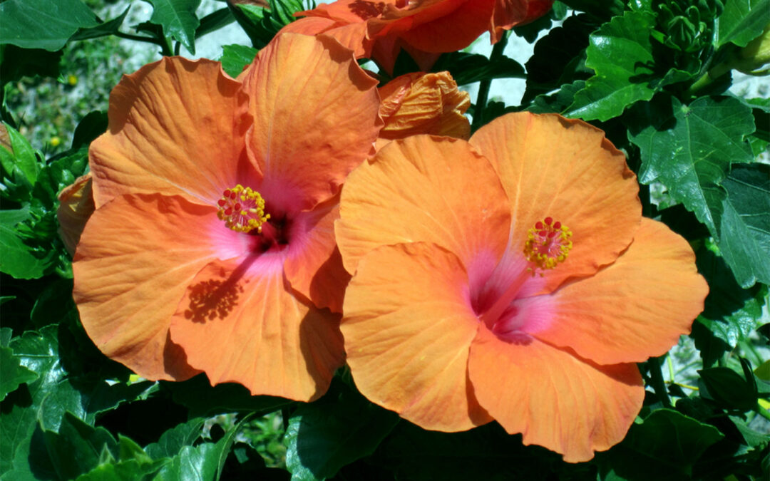 Flowers in Garden